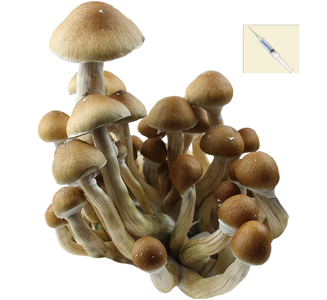 Psilocybe Cubensis Mckennaii Esporas Jeringa